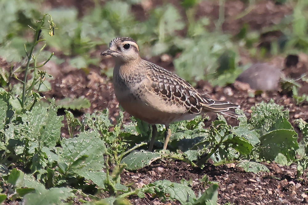 Dotterel